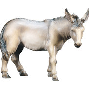 Donkey 