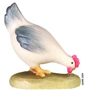 Grey hen pecking 