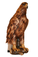 Aquila reale 