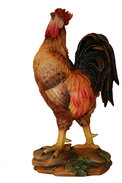 Gallo 