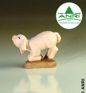 Sheep kneeling 