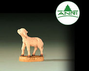 Sheep standing 