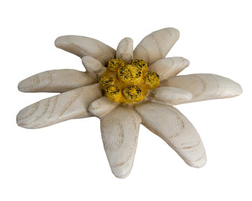 Edelweiß FR3444 (0 cm, ?)