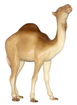 Kamel HA0330 (9 cm, lasiert)