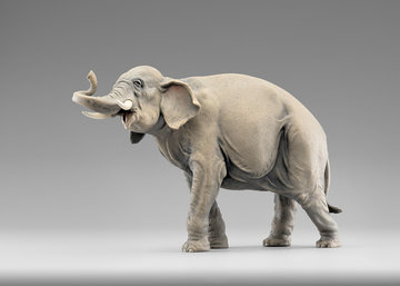 Elefant HE236820 (10 cm, lasiert)