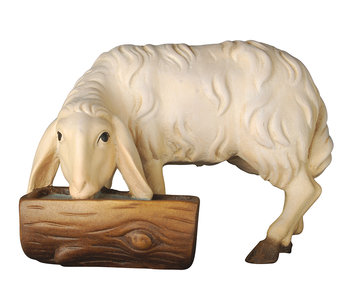 Sheep drinking K0155018 (3,54", color)