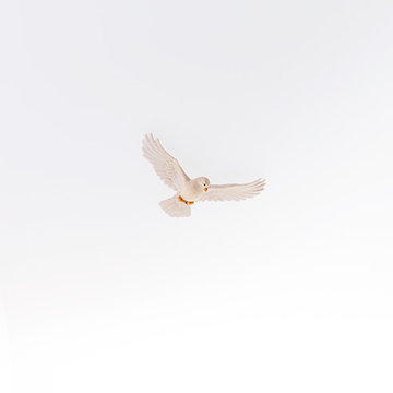 Dove LE22452-- (4,72", color)