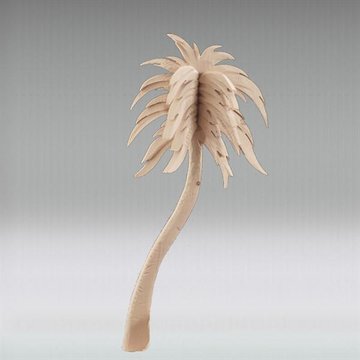 Palma 1266 (9 cm, naturale)