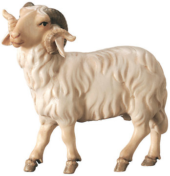 Ram 800--50 (3,15", color)