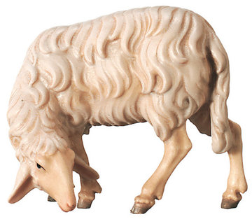 Sheep nibbling 800--55 (3,15", color)