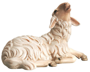 Sheep lying and bleating 800--56 (3,15", color)