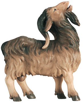 He - goat 800--58 (3,15", color)