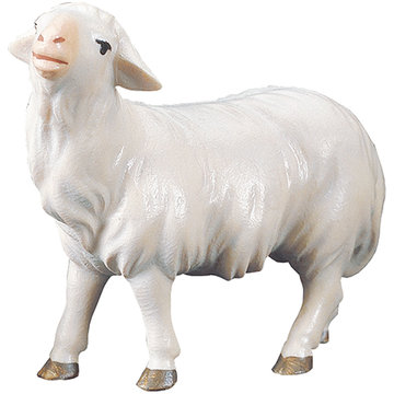 CO Sheep looking forward UP900131 (3,94", color)